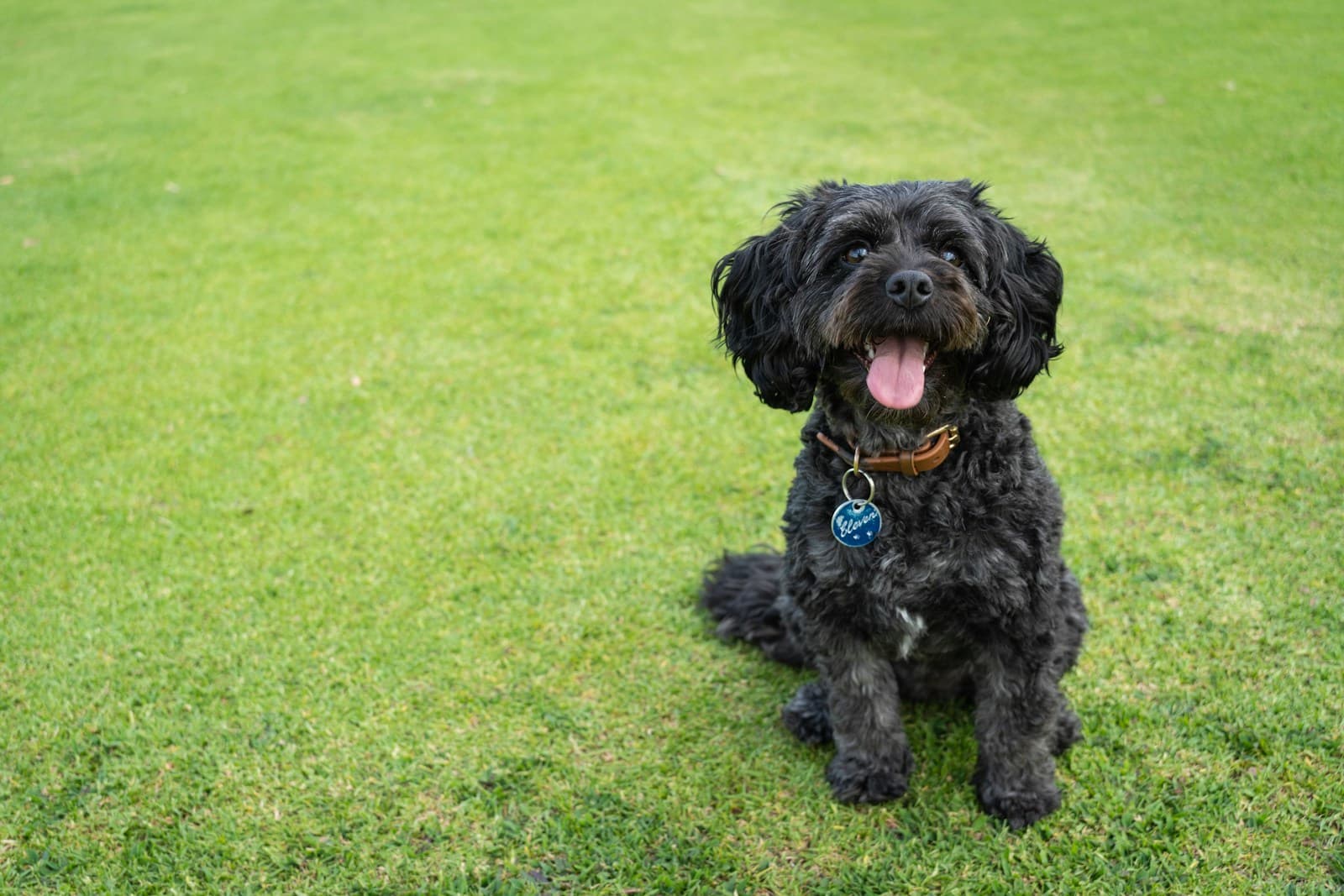 A Cavoodle sitting outside in a park